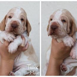 Twix - White and orange male Bracco Italiano puppy in New Mexico from HighBrassGunDogs