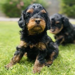 Cavalier King Charles Spaniel and Cavapoo Puppies from Camelback Cavaliers
