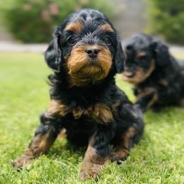 Cavalier King Charles Spaniel and Cavapoo Puppies from Camelback Cavaliers