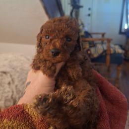 Boy 1 - male Poodle puppy in Horseshoe Bend, Missouri from Christina Miller's Poodles