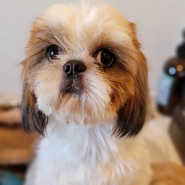 Durazno - Shih Tzu