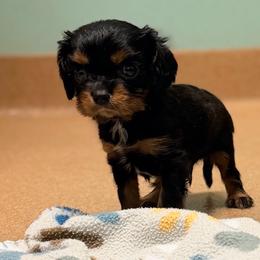 Dawson - Black and tan male Cavalier King Charles Spaniel puppy in Spring Hill, Florida from Wonderland Cavaliers