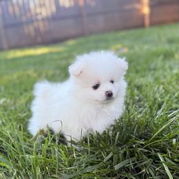 Aspen - White male Pomeranian puppy in Edmond, Oklahoma from Okie Poms