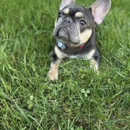 French Bulldog Puppies from KM French Bulldogs