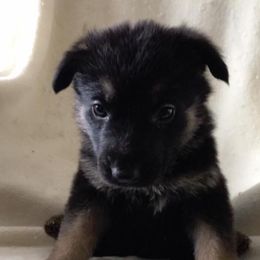 German Shepherd Puppies from Stevens German Shepherds
