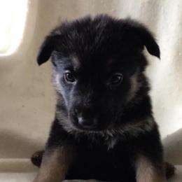 German Shepherd Puppies from Stevens German Shepherds