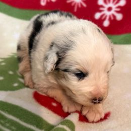 Leo - Blue merle male Australian Shepherd puppy in Grove, Oklahoma from Dollface Aussies
