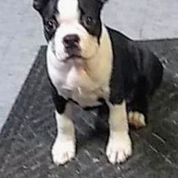 Boston Terrier Puppies from Bagosy's Boston Terriers 6