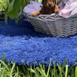 Poodle Puppies from Red toy poodles