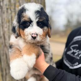 Florian - Blue merle male Bernedoodle puppy in Grand Blanc, Michigan from Halsey Poodles and Doodles