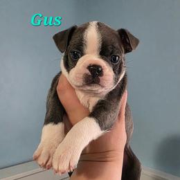 Gus (Churro) - Blue male Boston Terrier puppy in Columbus, Ohio from Bryn's AKC Bostons