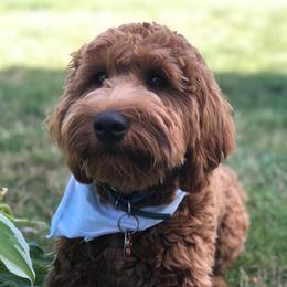 Goldendoodles from South Shore Goldendoodles