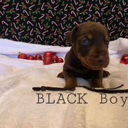 Black - Red and rust male Doberman Pinscher puppy in Knox, Indiana from Double River Dobermans