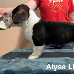 Alysa Liu - Black and white female Cardigan Welsh Corgi puppy in Cumby, Texas from Windmill Cardigan Welsh Corgis and German Shepherds