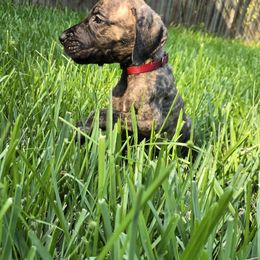 Red collar brindle male - Brindle male Great Dane puppy in Houston, Texas from Draggin Dobermans & Great Danes