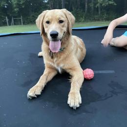 Goldendoodle and Golden Retriever All Grown Up from The Farm at Saluda Ridge