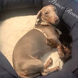 Rowan - Dachshund