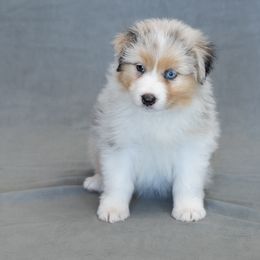 GLORY - BLUE MERLE GIRL - Blue merle female Australian Shepherd puppy in Chino Valley, Arizona from Cu2 Aussies