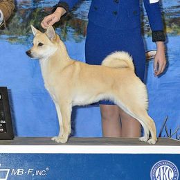 Yogi - Norwegian Buhund