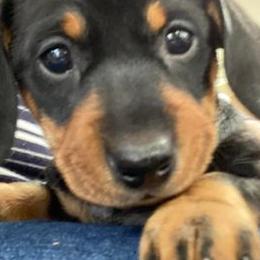 Dachshunds from Winnie’s Doxys