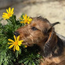Dachshunds from Santa Rita Doxies
