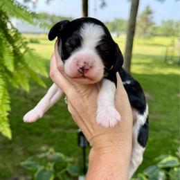 Bloom - Tri-color male Cavapoo puppy in Midland, Michigan from Northern Charm Farm