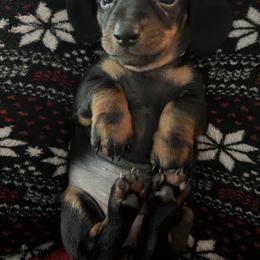 Dachshund Puppies from Phillian Family Mini Dachshunds