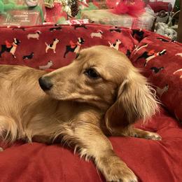 Ellie Mae - Dachshund