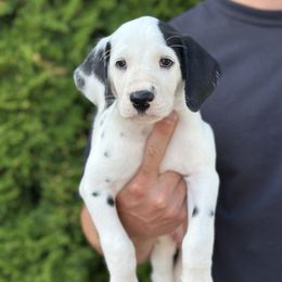 Fidget - White and black male Dalmatian puppy in Mount Vernon, Washington from Pawsitively Spotted