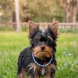 Oliver - Black and gold male Yorkshire Terrier puppy in Naples, Florida from 🤎 Dreaming Puppies 🐶