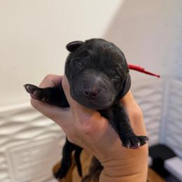 Cedar - Black male Labrador Retriever puppy in Elloree, South Carolina from Moonlight Kennels LLC