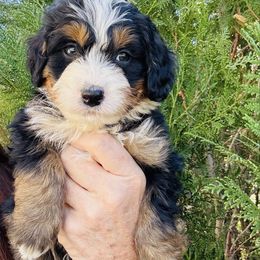 Michael Jackson yellow paw collar - Tri-color male Bernedoodle puppy in Saint Francis, Kansas from Land of Oz Doodles