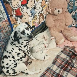 Boy 4 - White and black male Dalmatian puppy in Sharpsburg, Maryland from Antietam Dalmatians