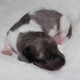 Velma (3800) - Dapple female Dachshund puppy in Sonora, Kentucky from Maple Hill Miniature Dachshunds