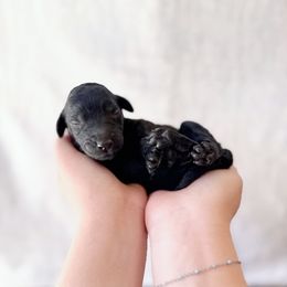 Boy 2 - Black male Labradoodle puppy in Kingman, Arizona from The Dood Ranch