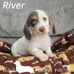 River - Piebald female Dachshund puppy in Anamosa, Iowa from Melsh Precious Pets