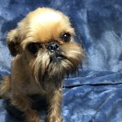Laverne - Brussels Griffon
