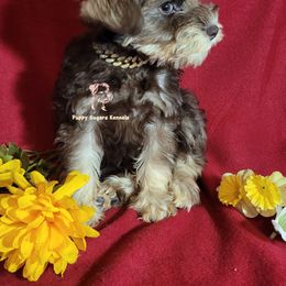 Companion Cross, Miniature Schnauzer, and Yorkshire Terrier Puppies from Puppy Sugars Kennels