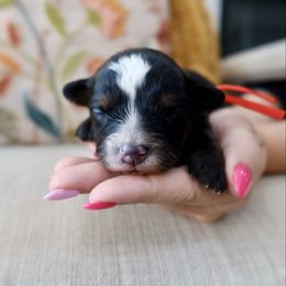 Cherry - female Australian Mountain Doodle puppy in Murray, Utah from Sun Valley Doodles