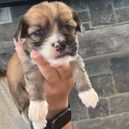 Boy 3 (blue collar) - Chocolate brindle male Havanese puppy in Osceola, Indiana from LUV my HAVAMALT