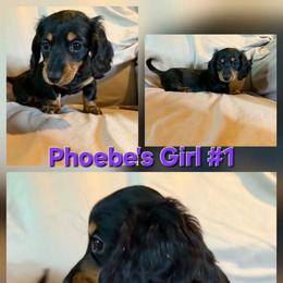 Phoebe's girl 1 - Black and tan female Dachshund puppy in Grand Junction, Michigan from J.C fur babies
