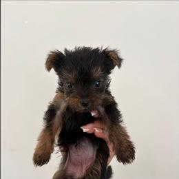 Cara - Black and tan female Yorkshire Terrier puppy in Navarre, Florida from KAYY services