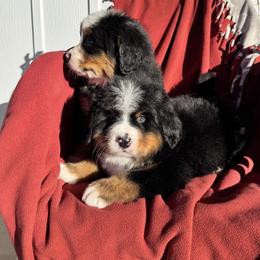 Mater - Black rust and white male Bernese Mountain Dog puppy in Enterprise, Utah from High Desert Bernese