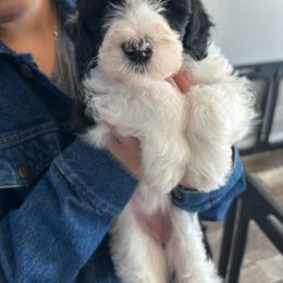 Toph - Black and white female Sheepadoodle puppy in Colorado Springs, Colorado from Kings Doodles