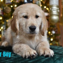 Blue - Golden male Golden Retriever puppy in Gilbert, Arizona from Dani’s Dawgs