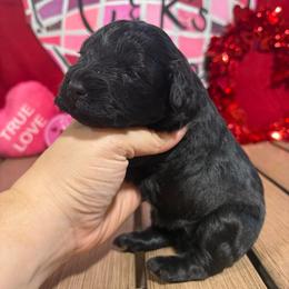 Delilah - Black female Miniature Schnauzer puppy in Lufkin, Texas from C&K’s Schnauzer House