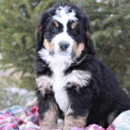 Bernedoodle Puppies from Richardville Hunde