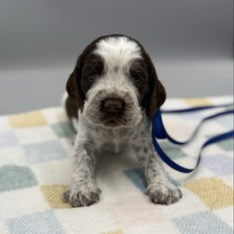 Shadow - Liver white and roan male English Springer Spaniel puppy in Rogers, Ohio from StoneyBrook Setters