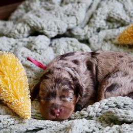 Twix - Red merle Aussiedoodle puppy in Mouth Of Wilson, Virginia from HoneyBunn Doodle Co.