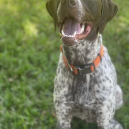 Scout - Liver and white male German Shorthaired Pointer puppy in Covington, Louisiana from Six Hitch Farm